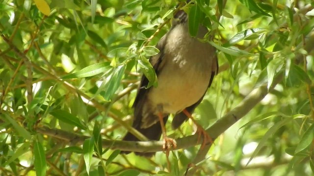 Austral Thrush - ML552333341