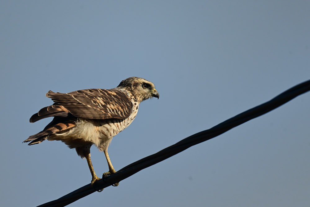 Roadside Hawk - ML552333471