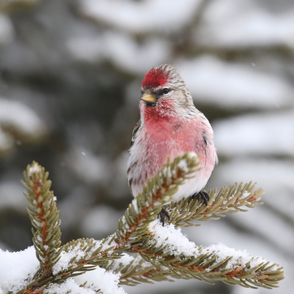 Common Redpoll - Alvan Buckley