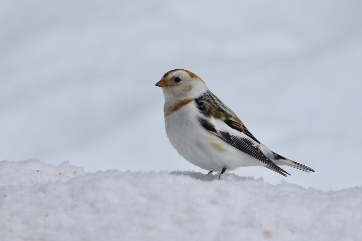 Snow Bunting - Alvan Buckley