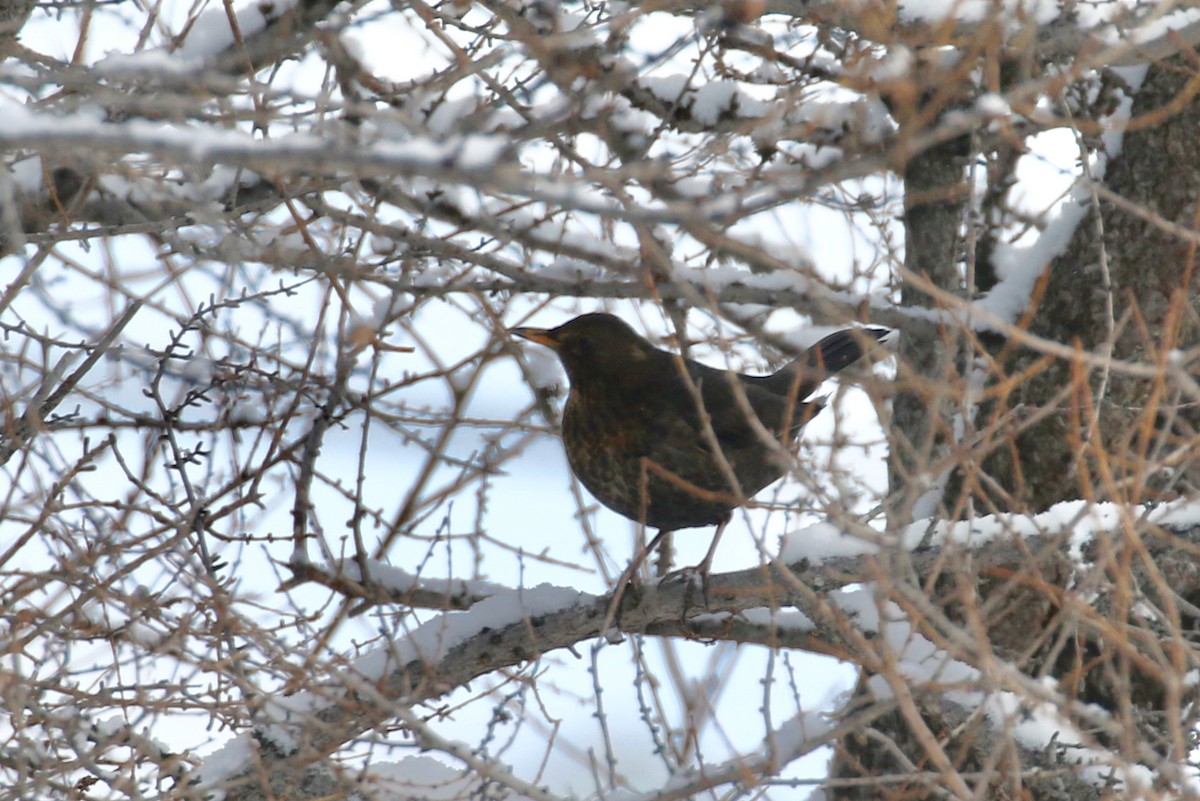 Eurasian Blackbird - Alvan Buckley