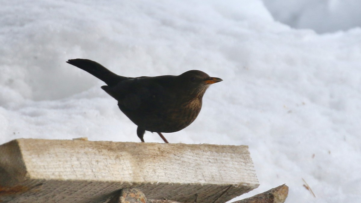 Eurasian Blackbird - Alvan Buckley