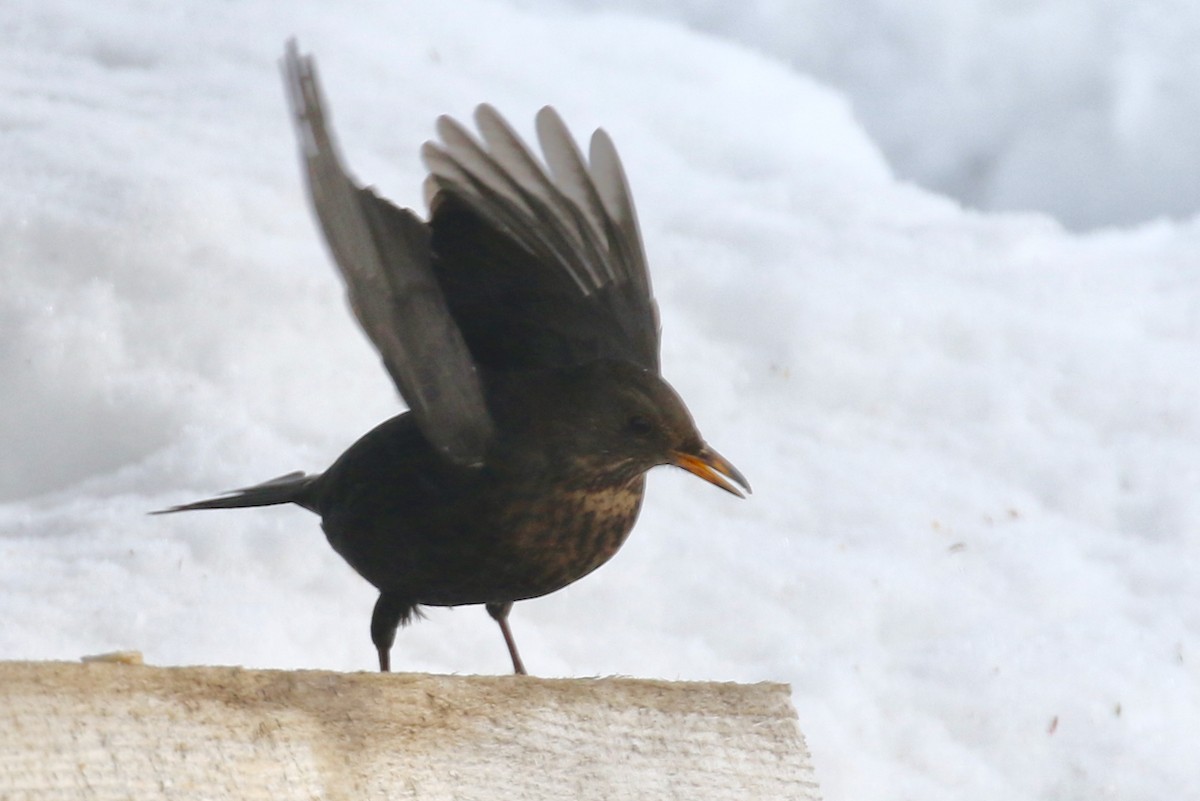 Eurasian Blackbird - ML552334481