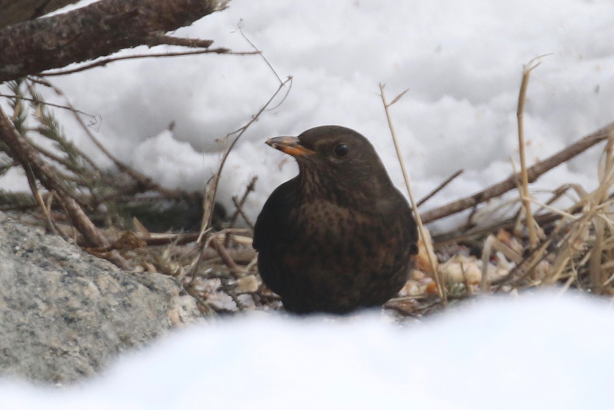 Eurasian Blackbird - Alvan Buckley