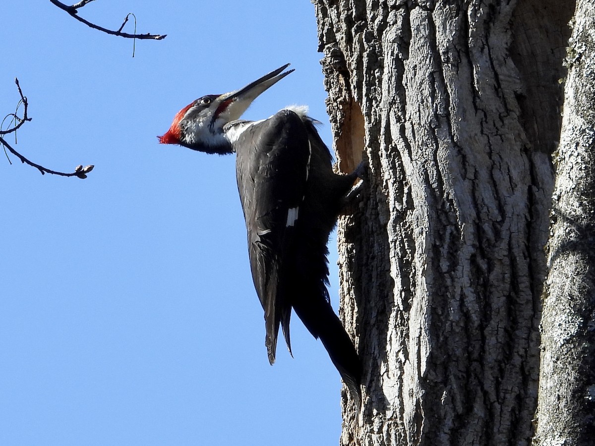 Pileated Woodpecker - ML552335021