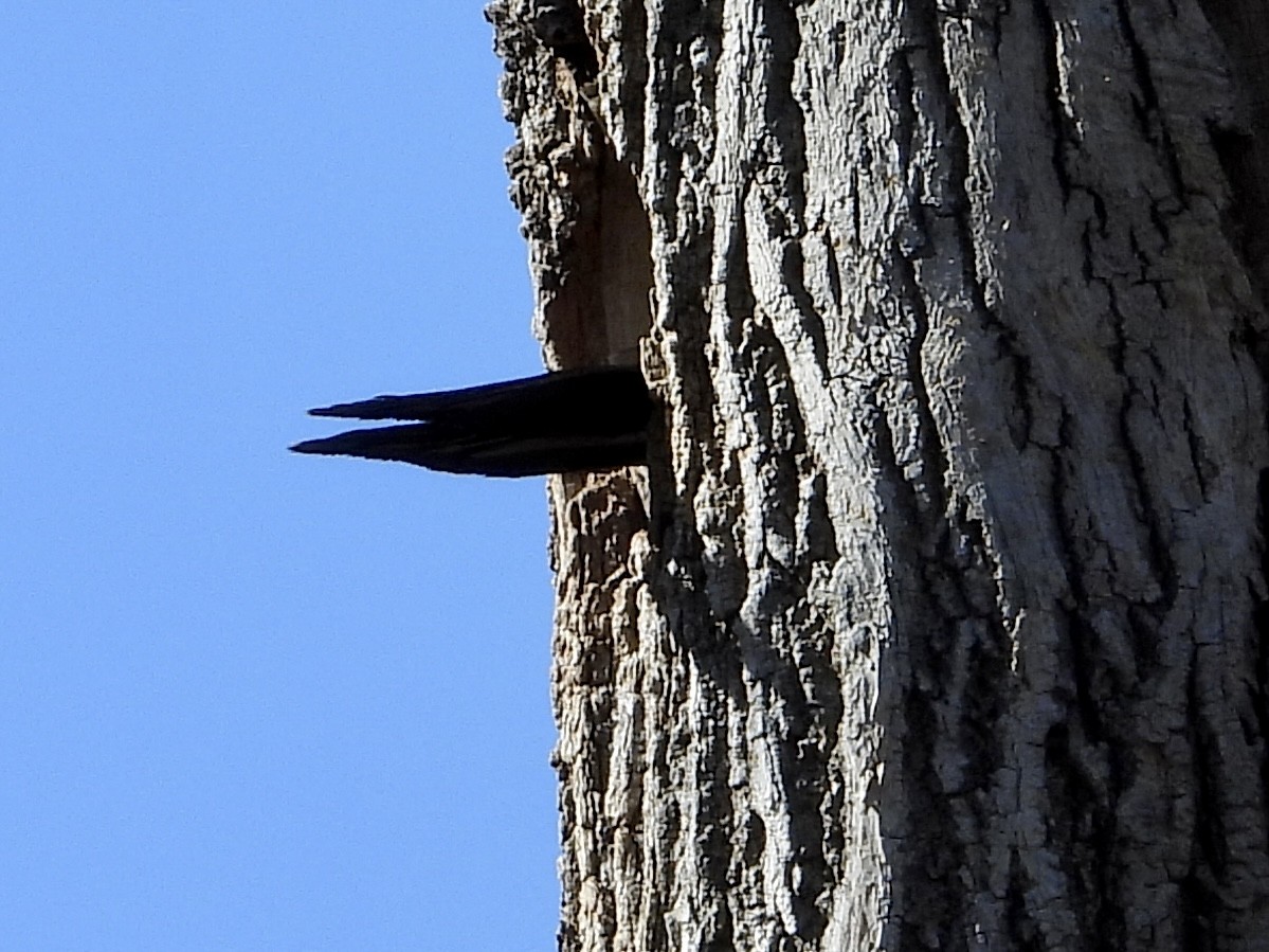 Pileated Woodpecker - ML552335031