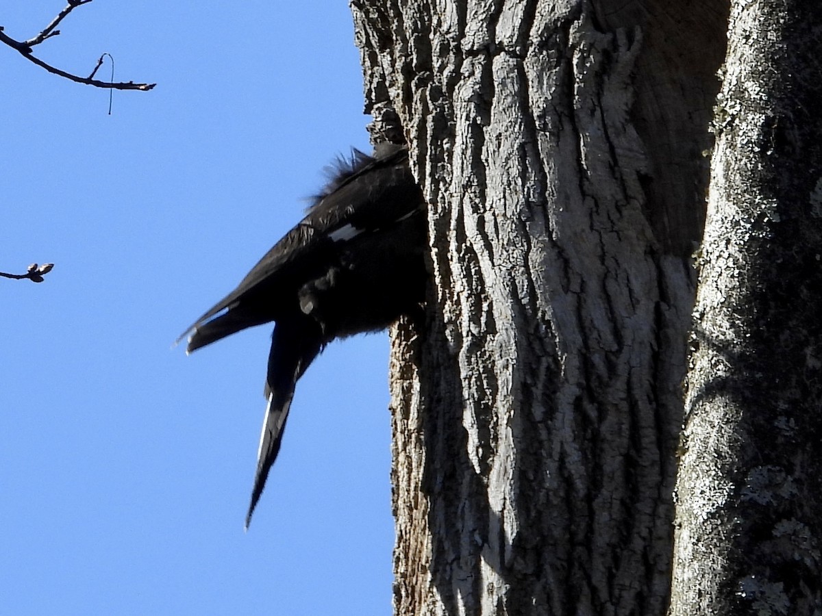 Pileated Woodpecker - ML552335041