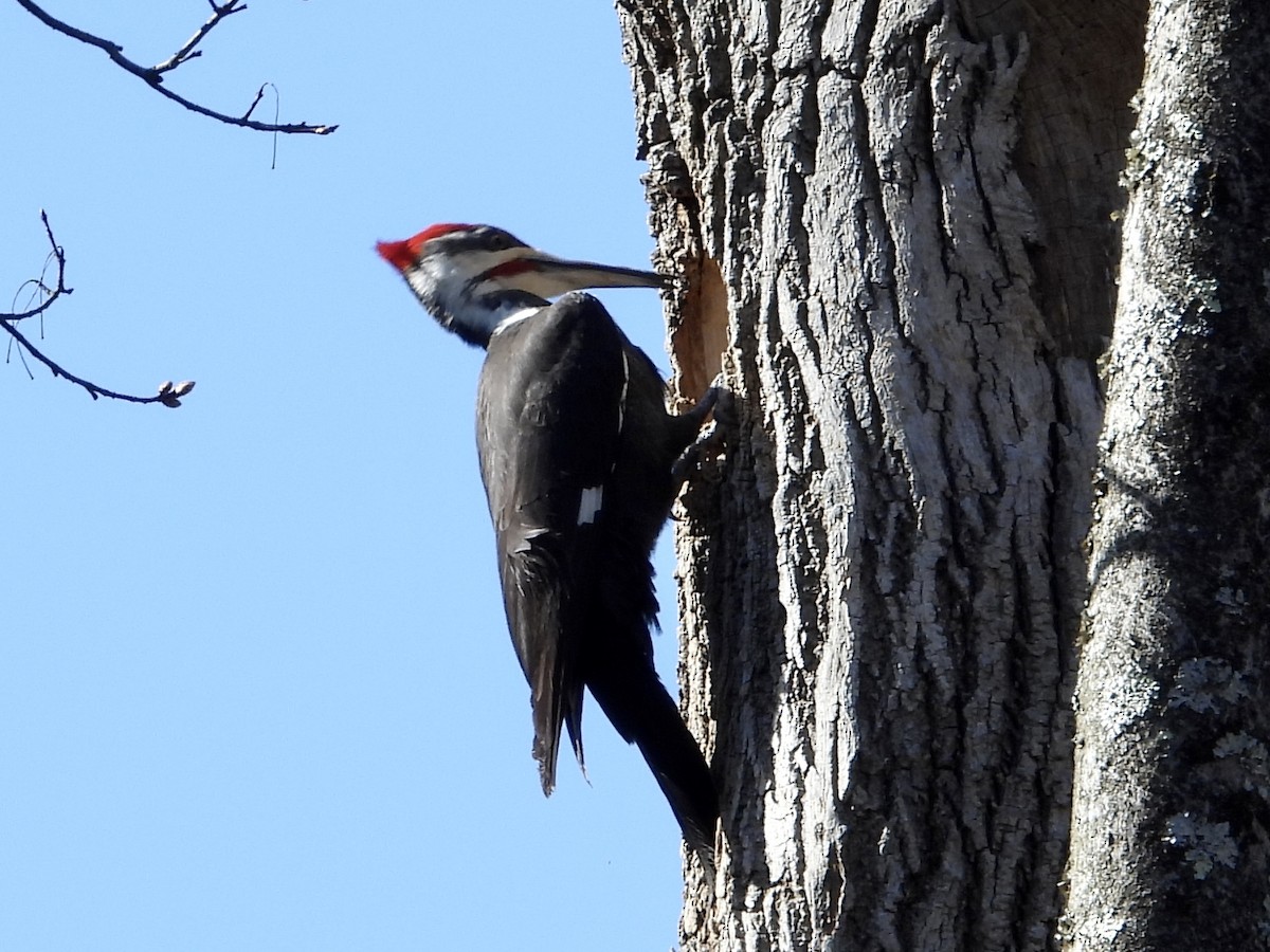 Pileated Woodpecker - ML552335051