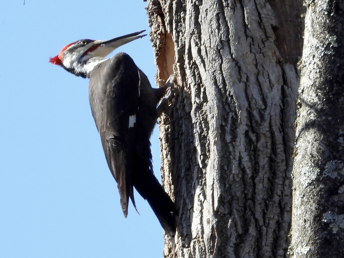 Pileated Woodpecker - ML552335061