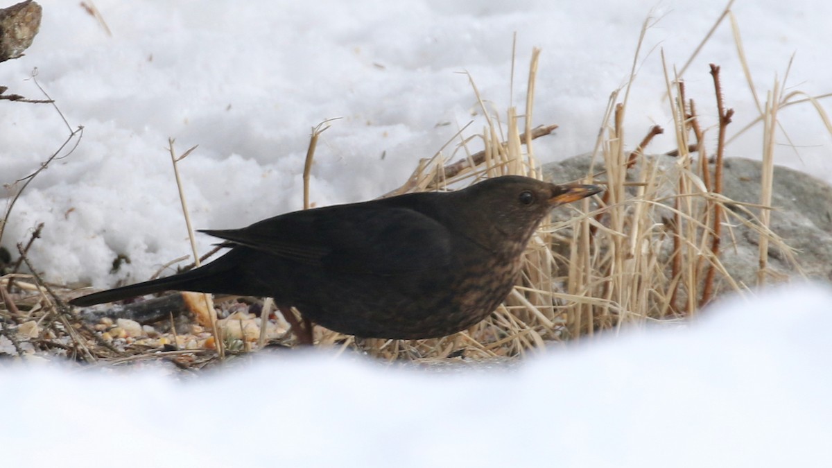 Eurasian Blackbird - Alvan Buckley