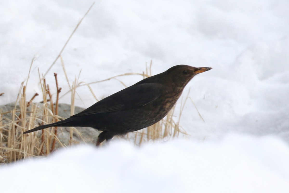 Eurasian Blackbird - Alvan Buckley