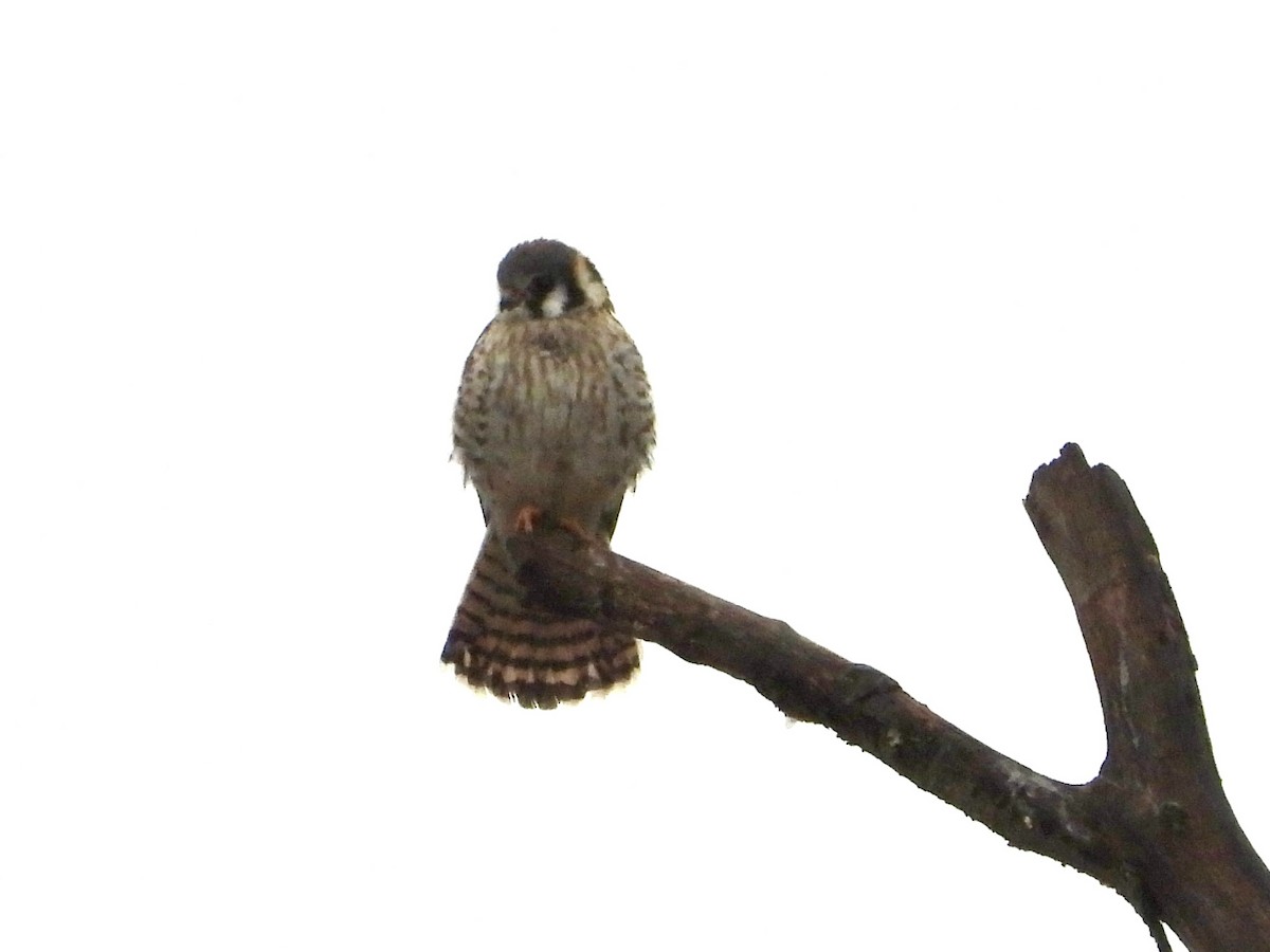 American Kestrel - ML552336161