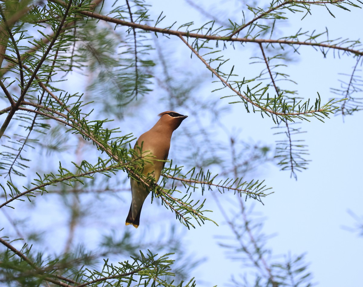 Cedar Waxwing - ML552336241