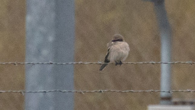 Loggerhead Shrike - ML552337091