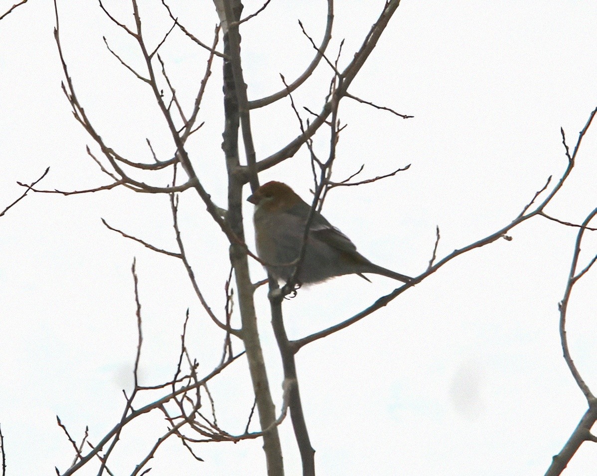 Pine Grosbeak - Shawn Morneault