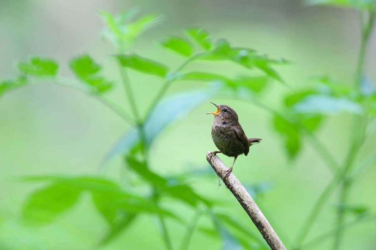 Pacific Wren - ML552339211