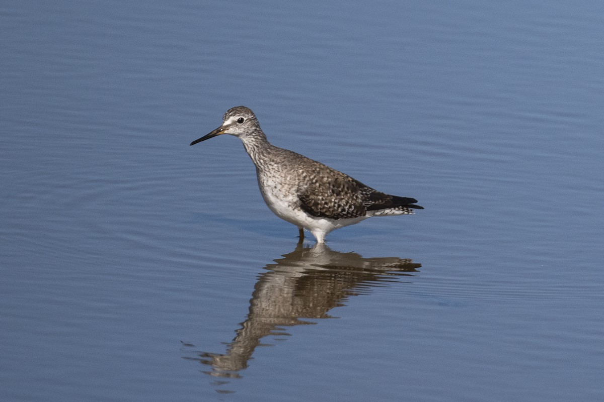 Lesser Yellowlegs - ML552339301