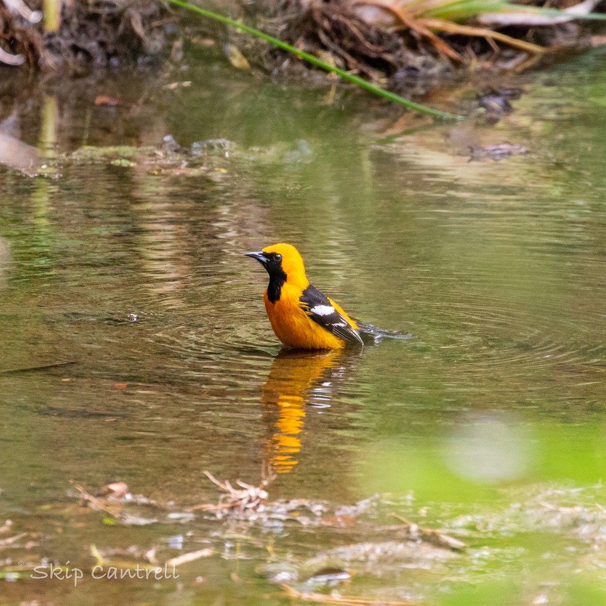 Hooded Oriole - ML552339311