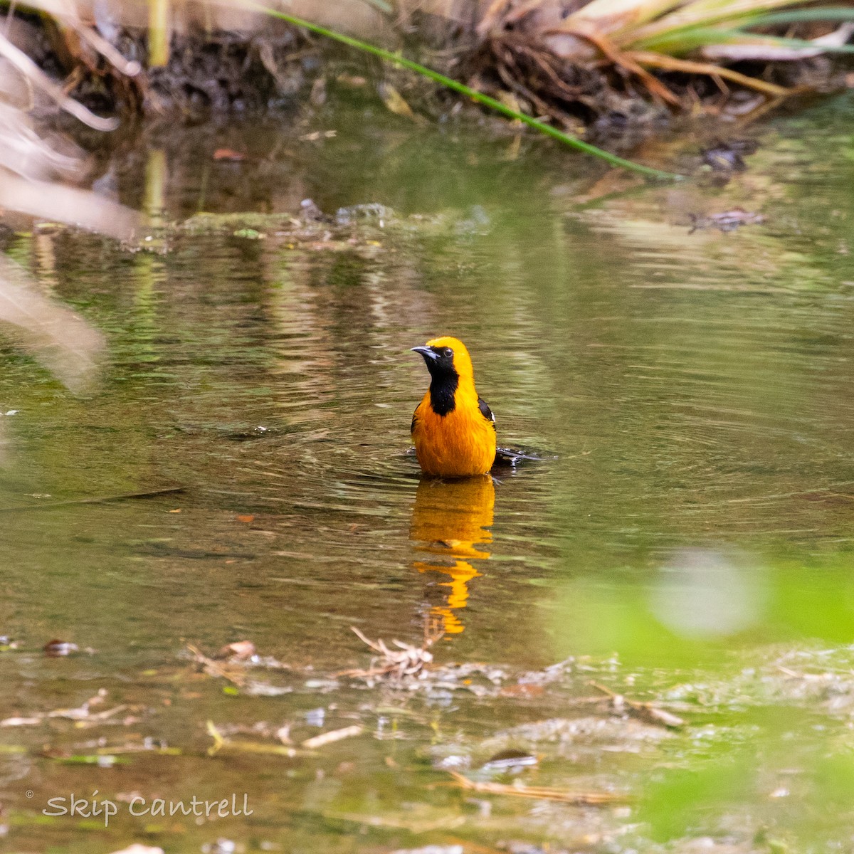 Oriole masqué - ML552339321