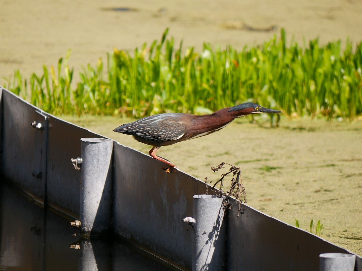 Green Heron - ML552339761