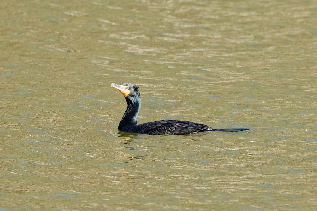 Double-crested Cormorant - Ruogu Li