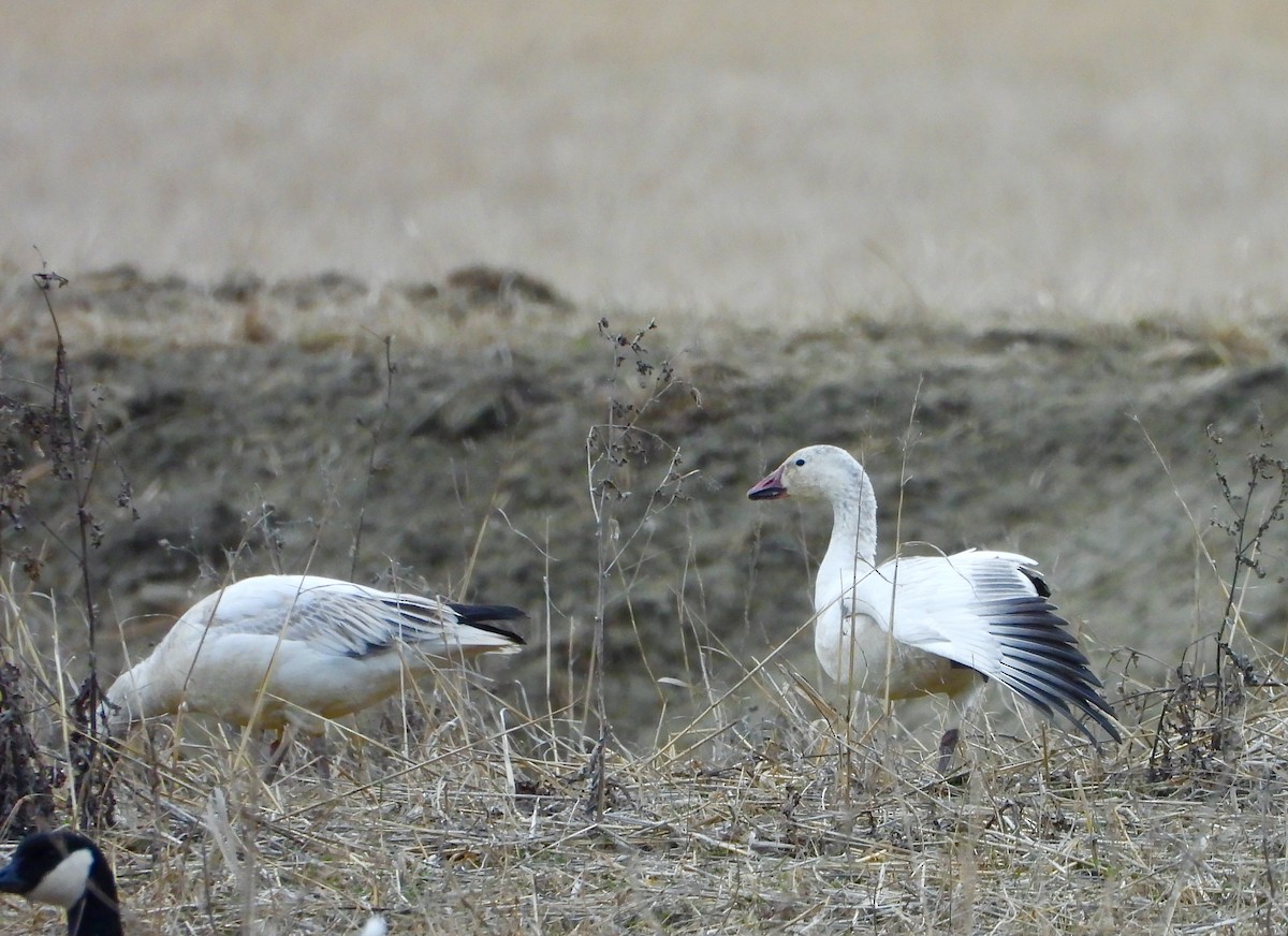 Snow Goose - Marc-Andre Beaucher