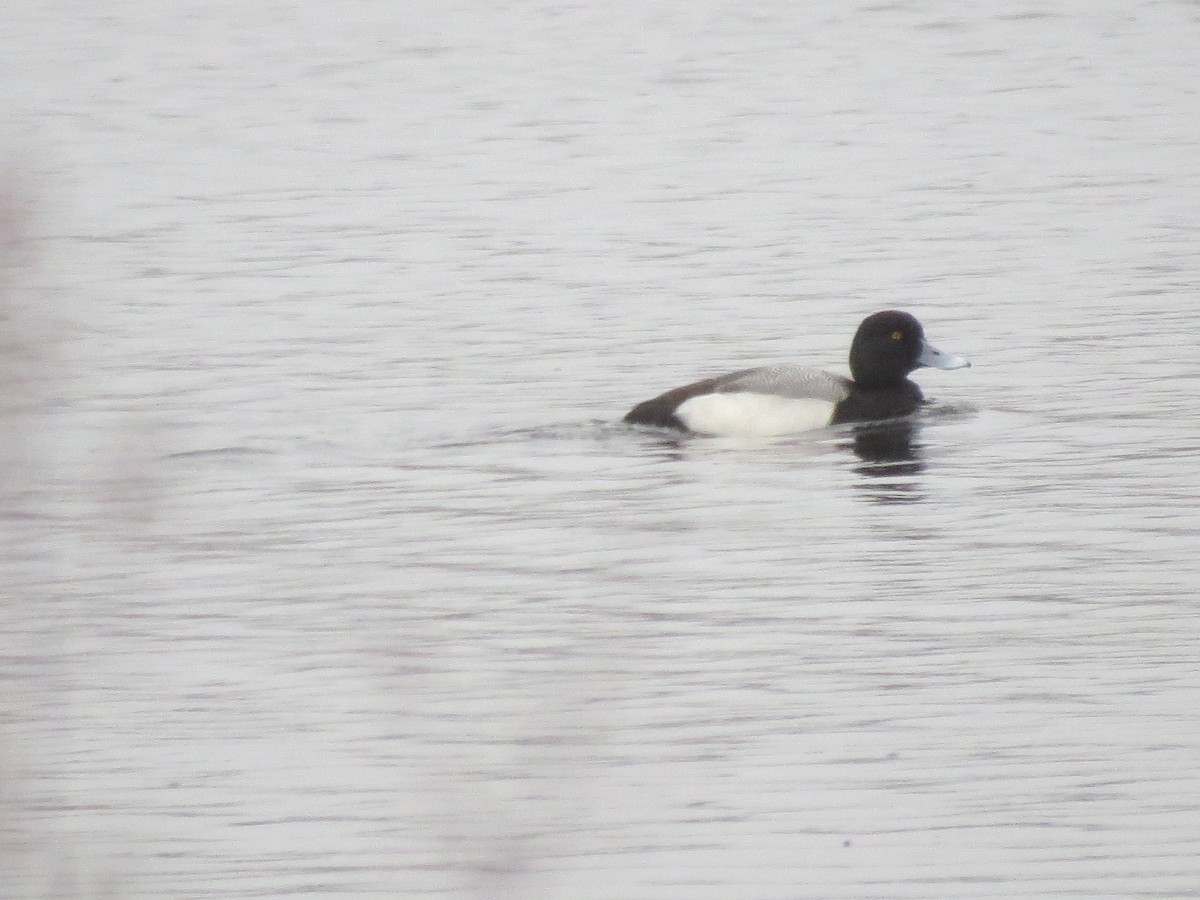 Lesser Scaup - ML552342551