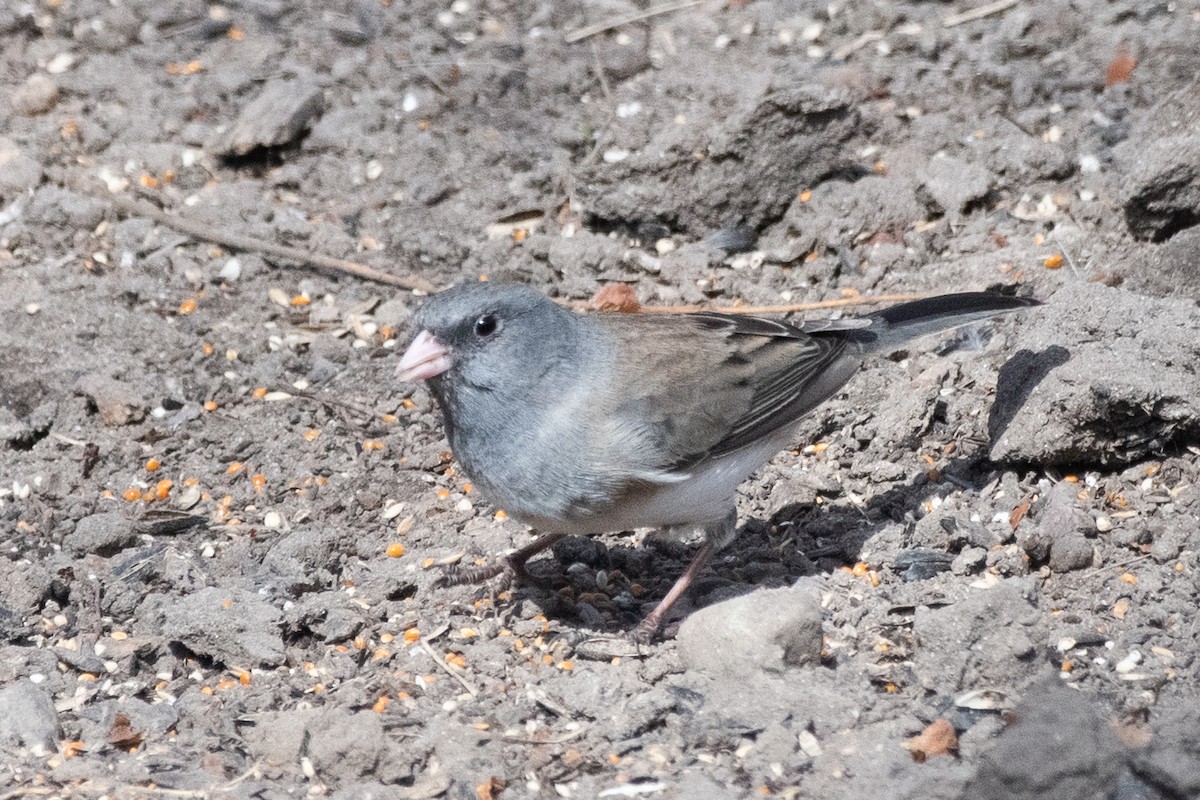 Dark-eyed Junco (Oregon) - ML552342751