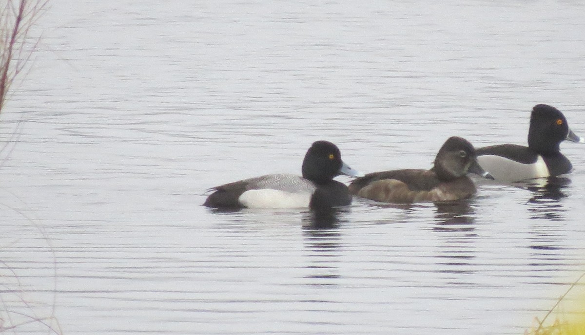 Lesser Scaup - ML552342871