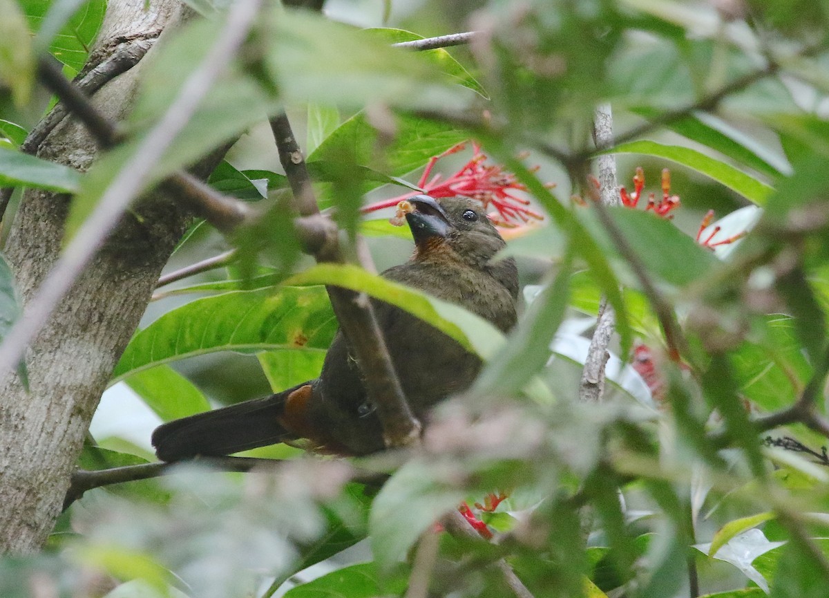 Puerto Rican Bullfinch - Gil Ewing