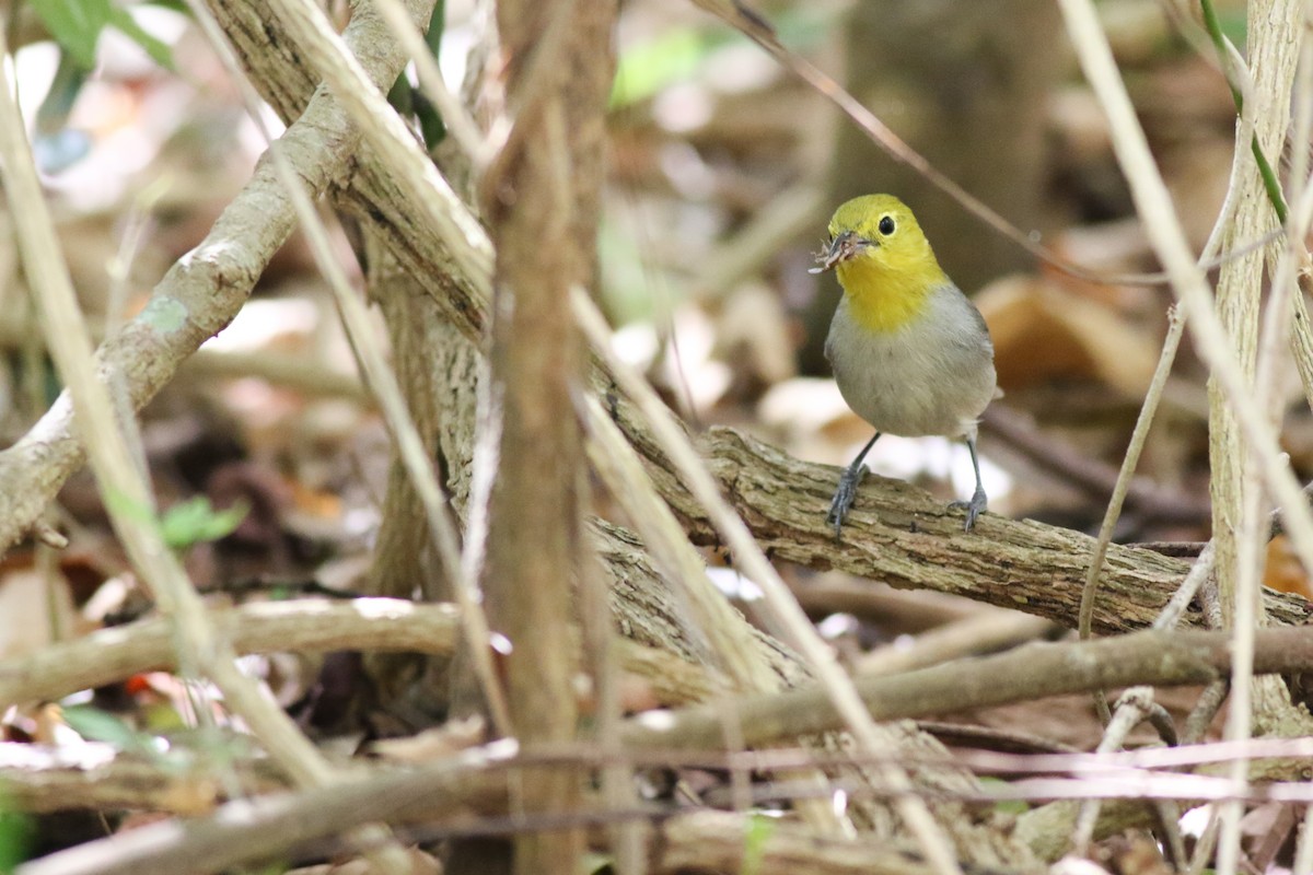 Yellow-headed Warbler - ML552343471