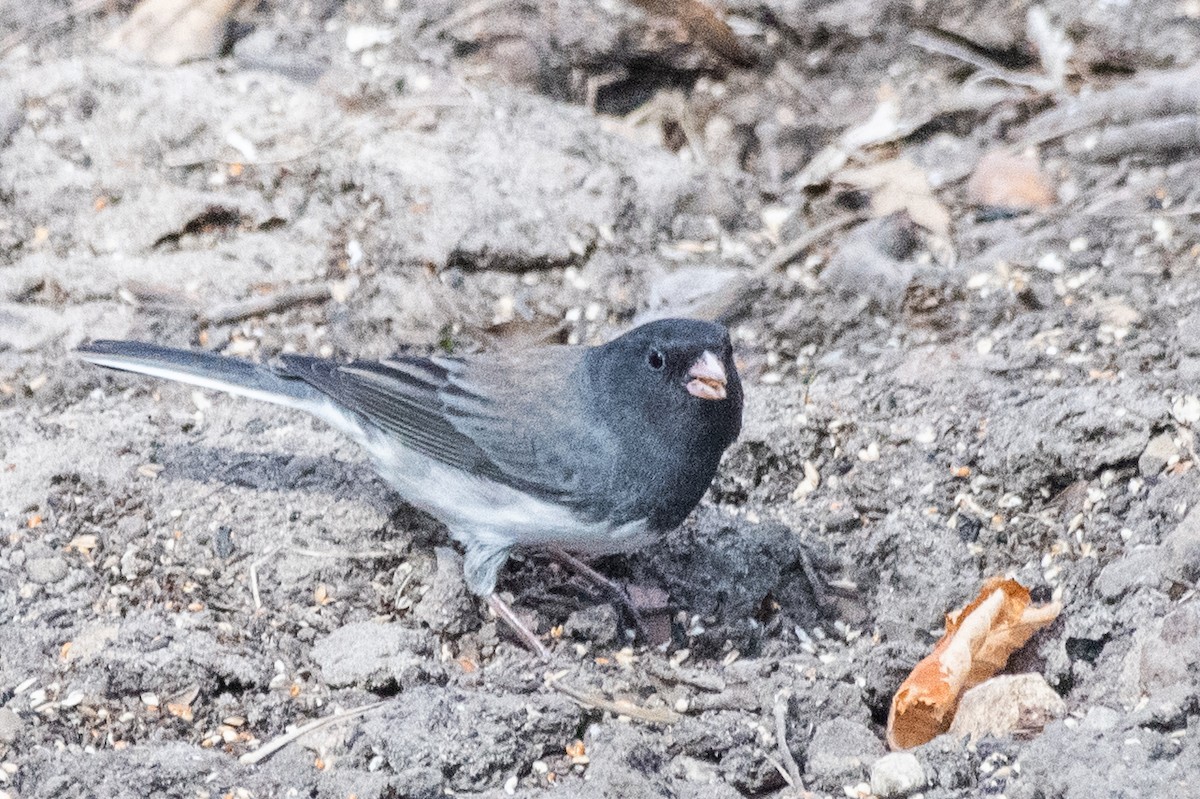 Dark-eyed Junco (cismontanus) - ML552343861