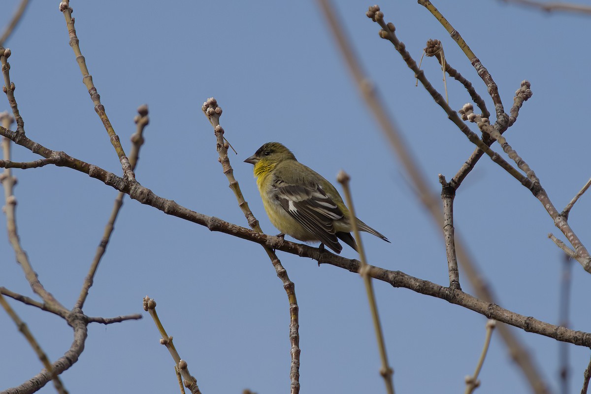 Lesser Goldfinch - ML552345311