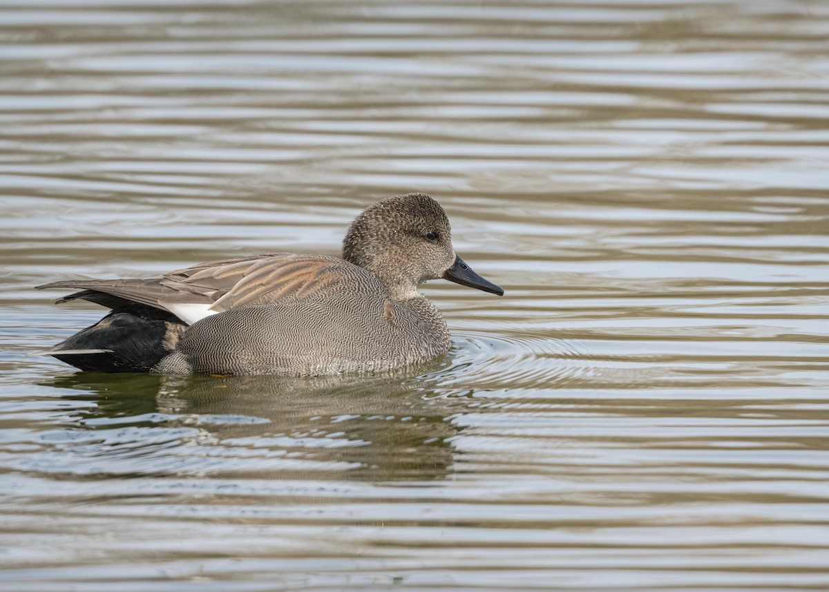 Gadwall - Keshava Mysore
