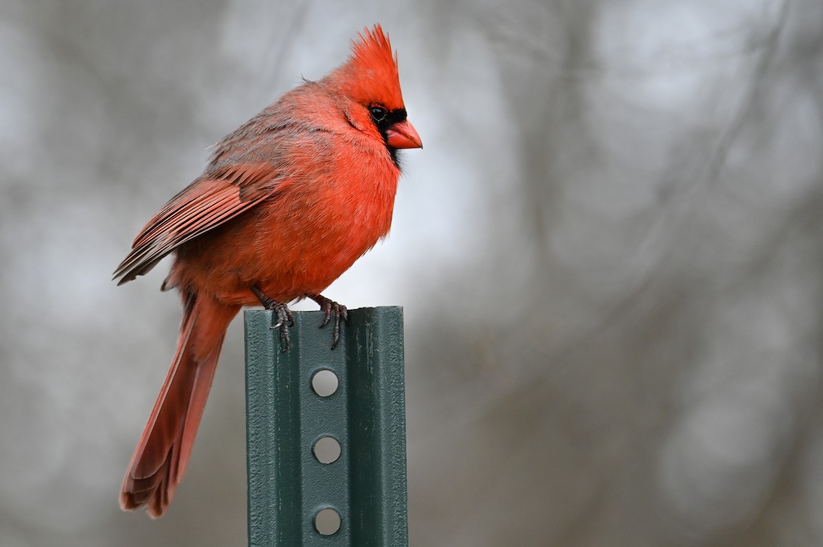 Northern Cardinal - Simon Tolzmann