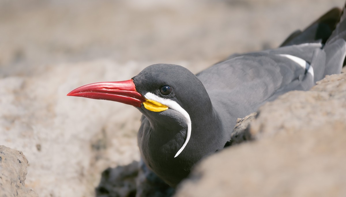 Inca Tern - ML552349441