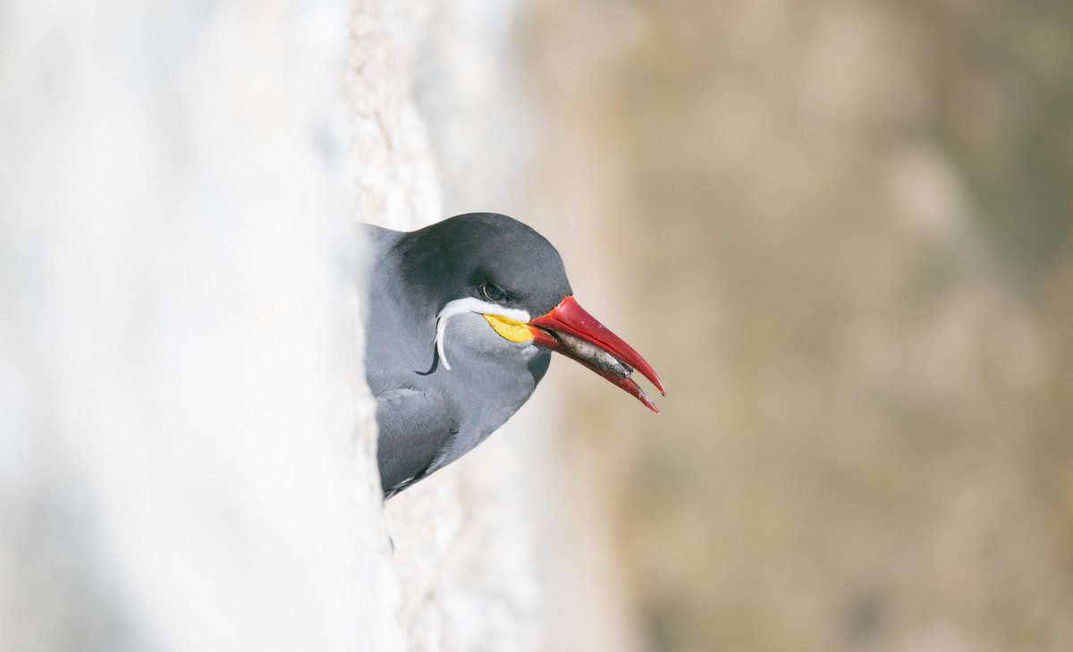 Inca Tern - ML552349491