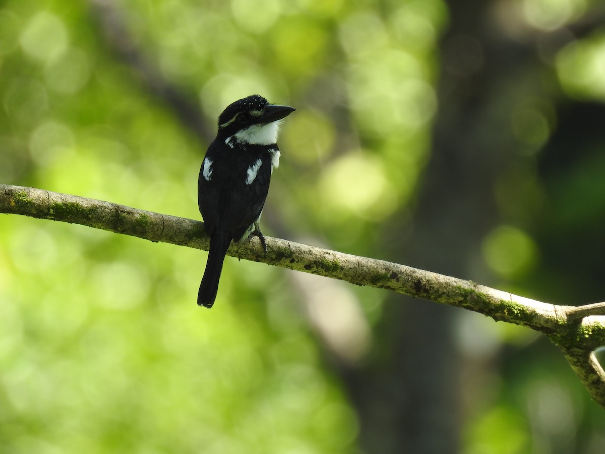 Pied Puffbird - Paz A. Irola