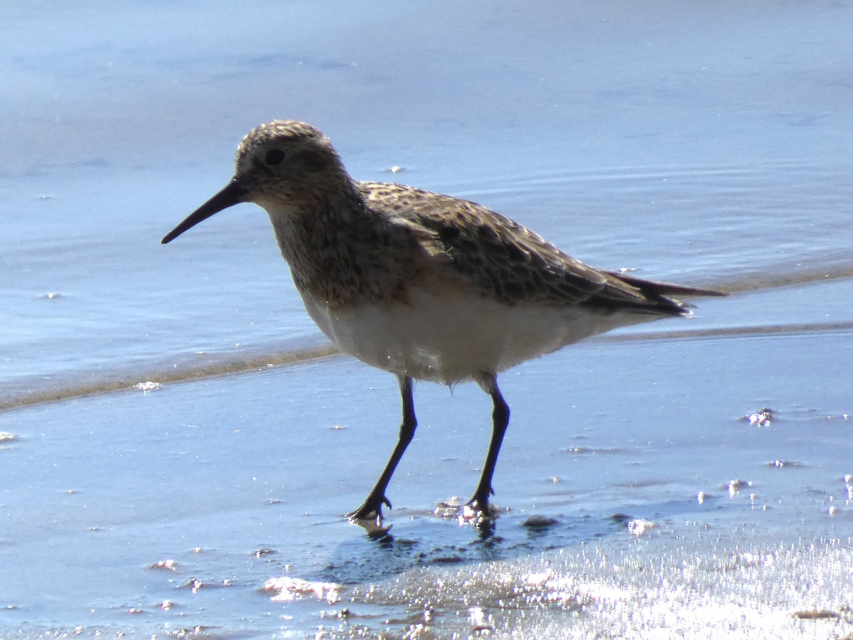 Baird's Sandpiper - Dave Rus