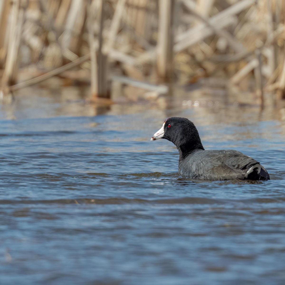 American Coot - ML552350401