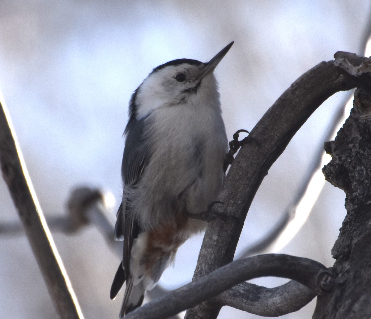 White-breasted Nuthatch - ML552350441