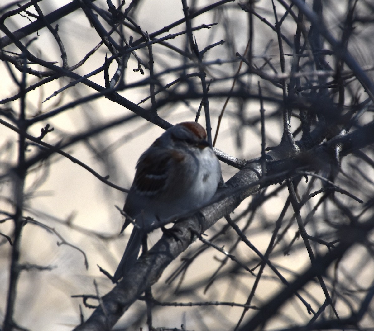 American Tree Sparrow - ML552350591