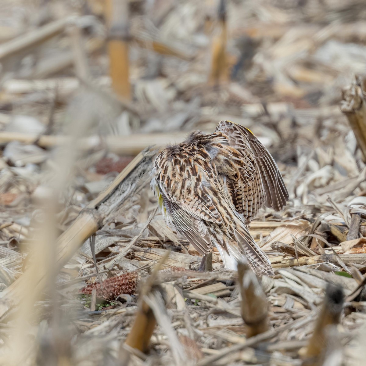 Eastern Meadowlark - ML552350611