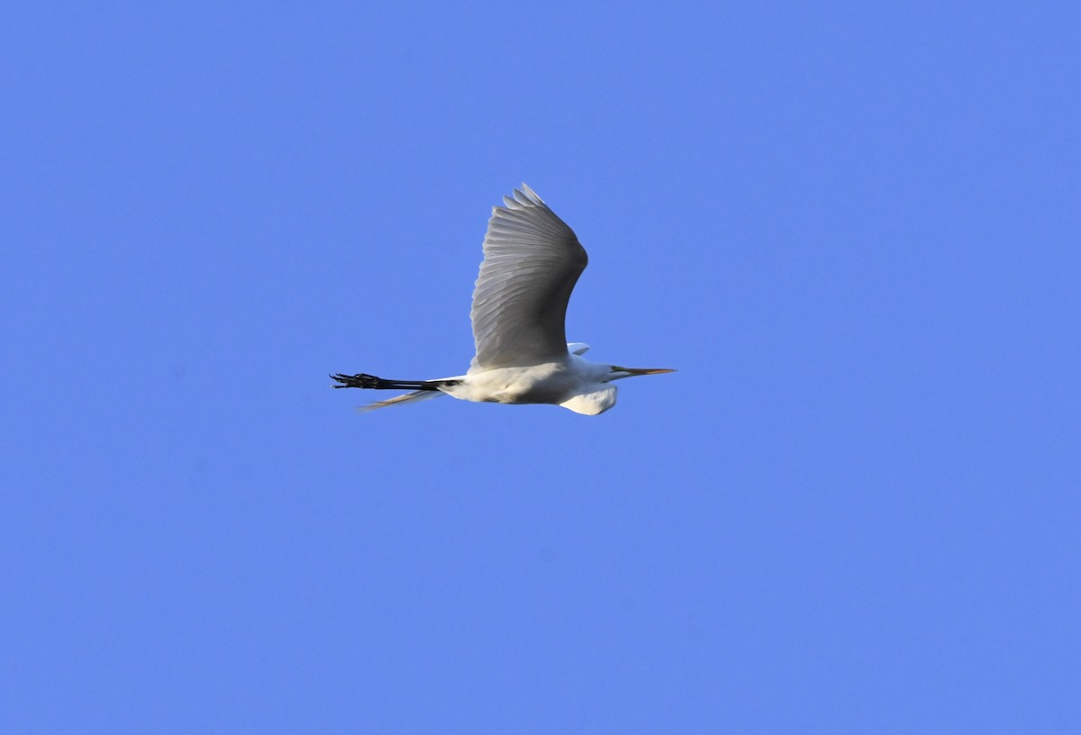 Great Egret - ML552351691