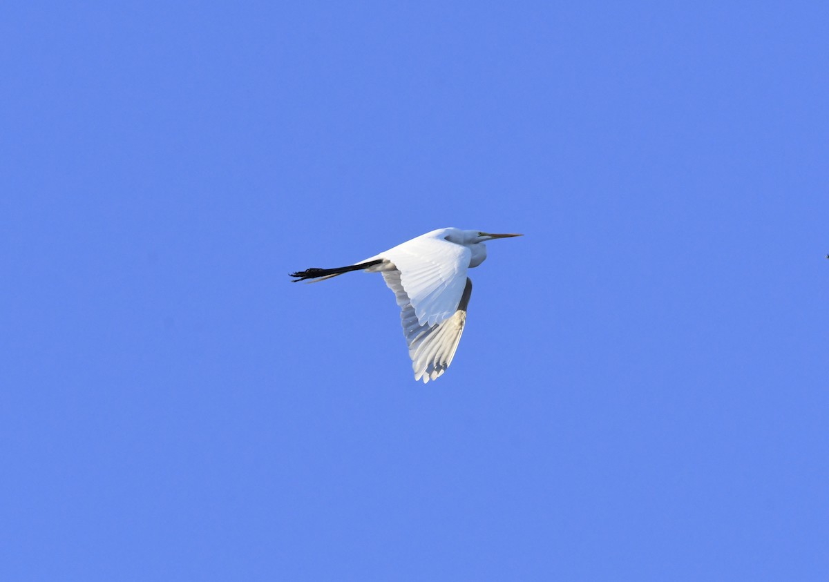 Great Egret - ML552351701