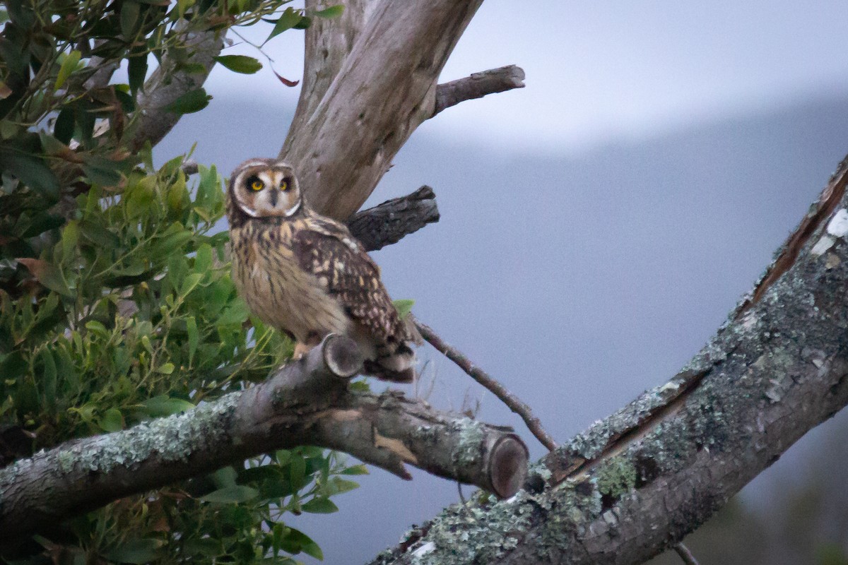 Short-eared Owl - ML552352471