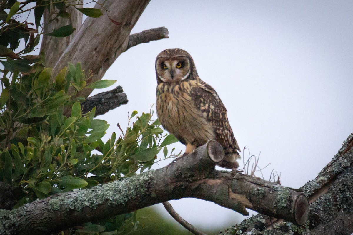 Short-eared Owl - ML552352491