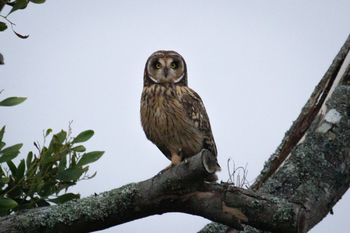 Short-eared Owl - ML552352501