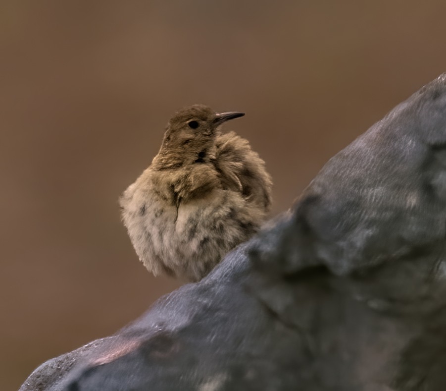 Creamy-rumped Miner - ML552354191