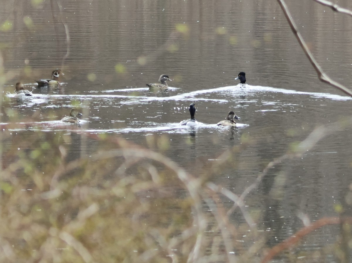 Wood Duck - ML552354421